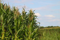 Maisfeld - cornfield von ropo13
