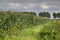 Rand eines Maisfeldes - Edge of a cornfield von ropo13