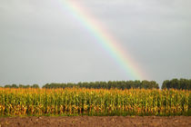 Regenbogen am Maisfeld by ropo13