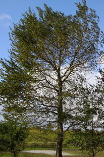 Baum im Wind - Tree in the wind von ropo13