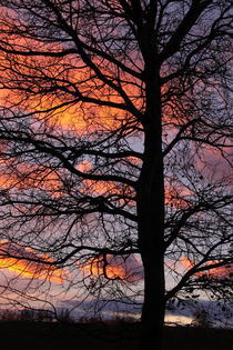 Winterbaum im Abendlicht - Winter Tree in evening light von ropo13