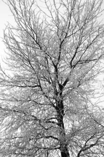 Eisbaum - ice tree von ropo13