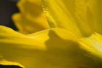 Osterglocke - daffodil by ropo13
