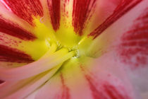 Blüte der Amaryllis - Flowering of amaryllis  von ropo13