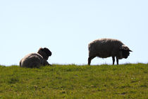 Schafe von ropo13