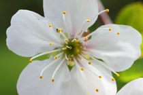 Kirschblüte - Cherry Blossom von ropo13