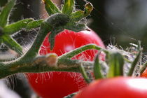 Tomatenstrauch - tomato bush by ropo13