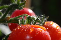 Tomatenstrauch 2 - tomato bush von ropo13