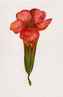 rote Blüte Aquarell by Wildis Streng