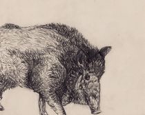Wildschwein Zeichnung von Wildis Streng
