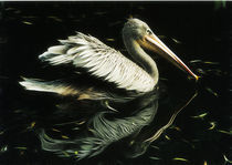 Pelikan by pahit