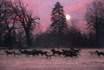 Pferde im Winter by pahit