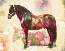 Pura Raza, PRE stallion von pahit