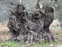 Alter Olivenbaum by pahit