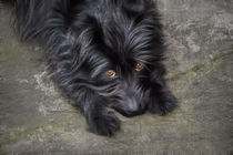 Hund, black dog  von pahit