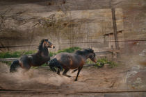 Zwei Pferde von pahit