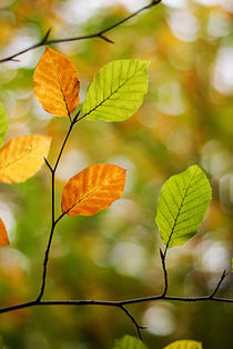 colors of autumn by Katarzyna Körner