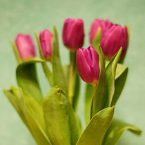 tulip by Katarzyna Körner