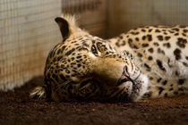 Leopard von safaribears