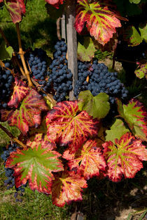 Autumn promises good wine von safaribears