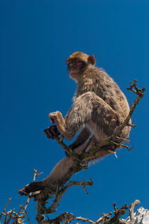 Monkey Business by safaribears