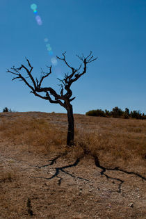 Dead tree under the sun. by safaribears