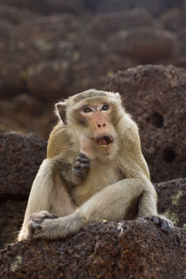Monkey in Thailand by safaribears