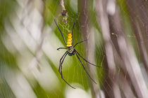 Silk Spider by safaribears