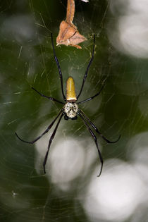 Silk Spider by safaribears