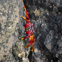 Fire Red Crab von safaribears