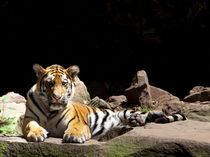 Der Tiger by safaribears