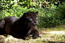 Schwarzer Panther by safaribears