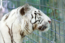 Weißer Tiger by safaribears