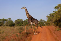 Twiga by safaribears