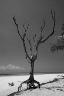 Toter Baum am Diani-Strand in Kenia von safaribears