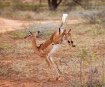 Impala auf der Flucht by safaribears