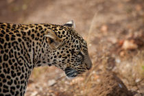 Leopard by safaribears