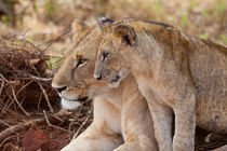 Löwenmama und -kind von safaribears