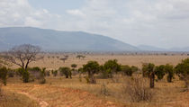 Tsavo East by safaribears