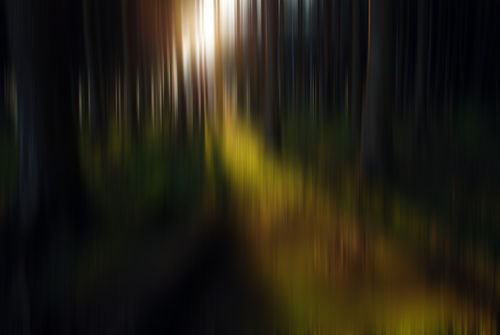 2011-04-18-0211-forest-sunshine-motion