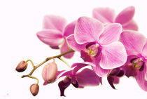 orchidee II von hannes cmarits