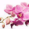 2011-01-12-16-14-43dsc-4764-orchid-retro-sig