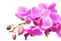 orchidee III von hannes cmarits