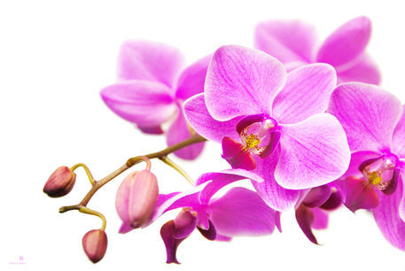 2011-01-12-16-14-43dsc-4764-orchid-soft-sig