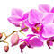 2011-01-12-16-14-43dsc-4764-orchid-soft-sig
