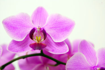 2011-01-12-16-24-06dsc-4788-orchidee-2-sig
