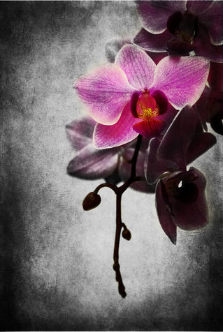 2011-03-02-20-28-03dsc-6557-orchid2-texture-ckey04-sig