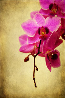 orchidee IV von hannes cmarits