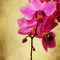 2011-03-02-20-28-03dsc-6557-orchid2-texture1-sig