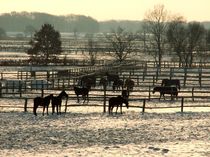 Pferde im Wintermorgen by Frank Bodo Seipel